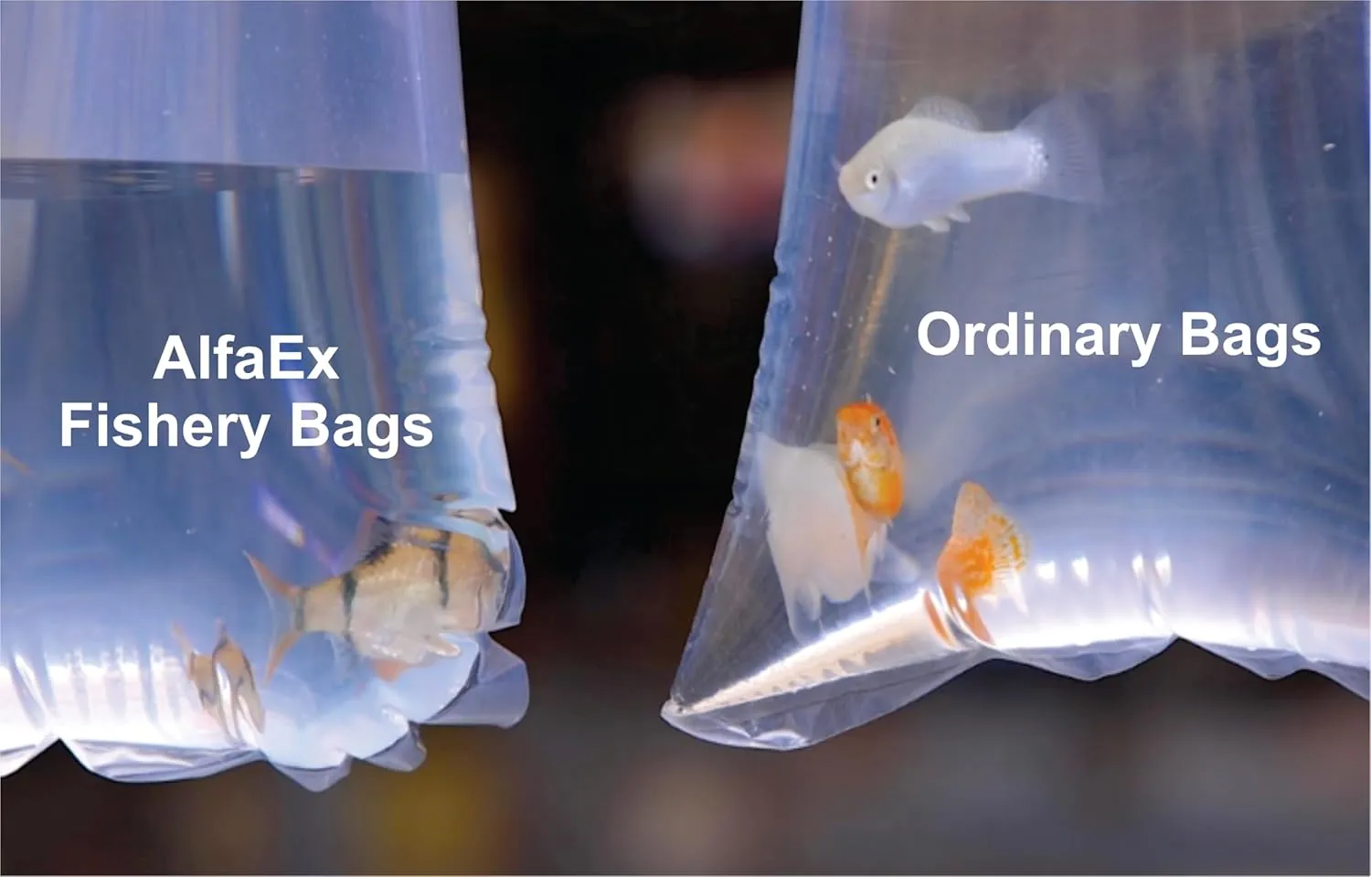 Fishery Bags 6 Inches Leak Proof Rounded Bottom Corners Clear Plastic Fish Bags for Marine and Tropical Fish Transport. (6" x 14" / 1000 Pack / 2 Mil)