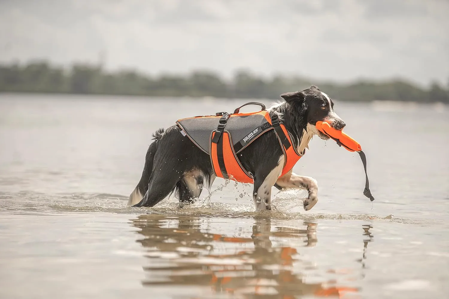 Julius-K9 JK9 Multivest, Size: M, UV Orange